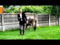 Alex de la Orastie - Cu netul la tara - Manele Noi 2013 (Videoclip HD)