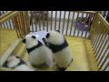 Cuddly Baby Pandas