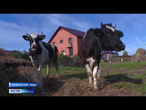 Соседство с животноводческим хозяйством не устраивает жителей села Андреевка