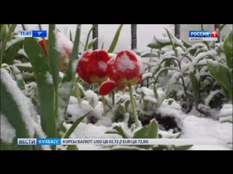 На юге Кузбасса выпал снег