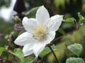 Fall Clematis