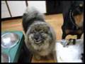 Talking Keeshond Bear