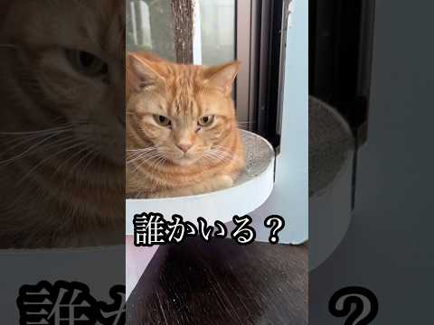 アメショ猫のうめ・れん・たろうの日常動画 サムネイル