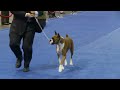 Boxers - 2011 Eukanuba National Championship