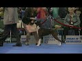 Boxers - 2011 Eukanuba National Championship