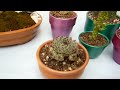 13 plantas para la suerte