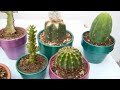 13 plantas para la suerte