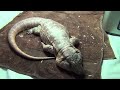 ☜ Want a pet Tegu Lizard? Watch this first!