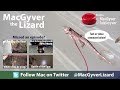 ☜ Want a pet Tegu Lizard? Watch this first!