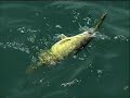 Lake Erie Smallmouth Bass Tactics Part 1 www.northeastoutdoors.com