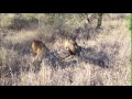 Δύο αρσενικά λιοντάρια σκοτώνουν 1 αρσενικό λιοντάρι
