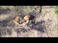 Δύο αρσενικά λιοντάρια σκοτώνουν 1 αρσενικό λιοντάρι