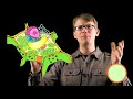 Plant Cells: Crash Course Biology #6