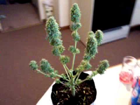 mini weed plant