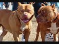 Pit Bull Blues