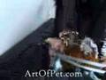 Learning the Ropes 1 view on youtube.com tube online. Learning the Ropes 1 view on youtube.com tube online.