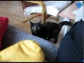 Test, 1, 2, 3.... Thumbnail
