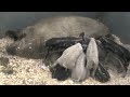 Cute mangalitza Piglets