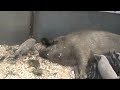 Cute mangalitza Piglets