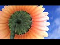 The Miracle of 528 Hz Solfeggio and Fibonacci numbers