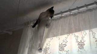 Сиамская кошка на шторе