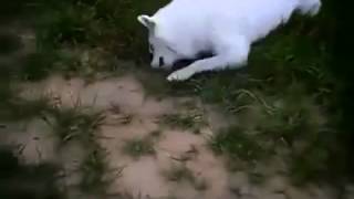 Скунс победил