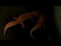 Leopard Geckos Mating - Copulation - Super Giant Sunglows