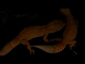 Leopard Geckos Mating - Copulation - Super Giant Sunglows