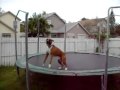 Cane Boxer che salta divertito sul trampolino ! Che ridere !