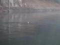 Humptulips Salmon Fishing