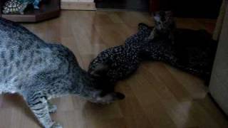 Сиамские и ориентальные котята играют.