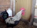 Death Metal Rooster