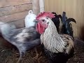 Death Metal Rooster