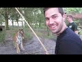 FEEDING HUGE TIGERS!!
