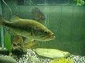 Large mouth bass eats