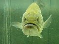 Large mouth bass eats