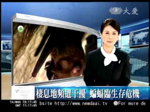 專題報導 保育系列 與自然共舞一蝙蝠達人 20090720 pic