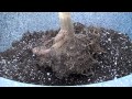 How to grow Japanese Maple (Acer Palmatum) in a Pot Part I.mp4