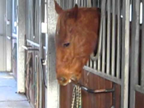 Horse with a toothache