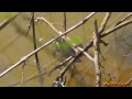 Frogs Orchestra and Fun under the Sun ~ Fix