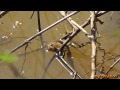 Frogs Orchestra and Fun under the Sun ~ Fix