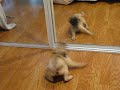 funny puppy pug identity crisis (puppies vs babies animal planet contestant)