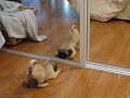funny puppy pug identity crisis (puppies vs babies animal planet contestant)