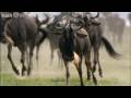 HD: Wildebeast return to grassland plains - Nature's Great Events: The Great Migration - BBC One