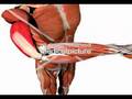 Musculus triceps brachii