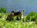 Three Legged Dog Jerry Swims Lake Emma Jean