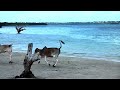 Tanzania: Insieme ai Bambini di Pemba Island verso la spiaggia - Parte 9/16