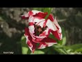Beautiful Flowers HD 2 - slideshow of spring and summer flower pictures with music (wall photos)