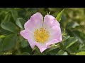 Beautiful Flowers HD 2 - slideshow of spring and summer flower pictures with music (wall photos)