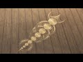Crop Circles 2010 - Look Closer
